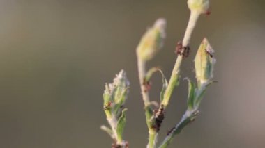 Karıncalar üzerinde bir bitki