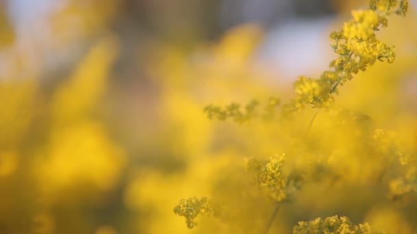 Yellow flowers — Stock Video