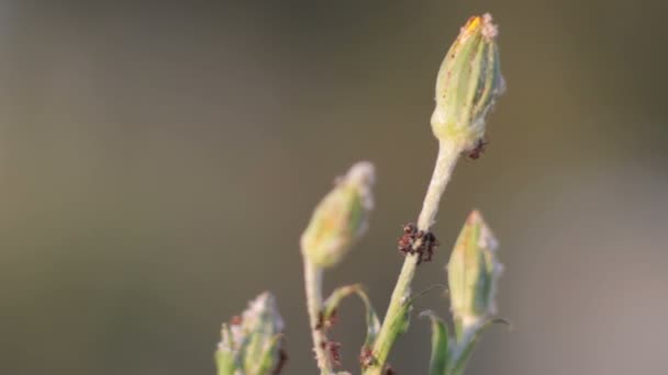 Ants on a plant — Stock Video