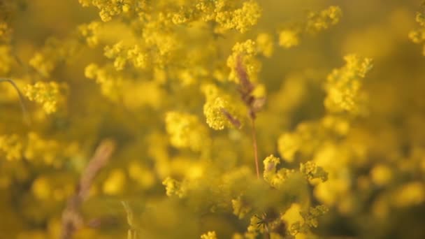 Yellow flowers — Stock Video