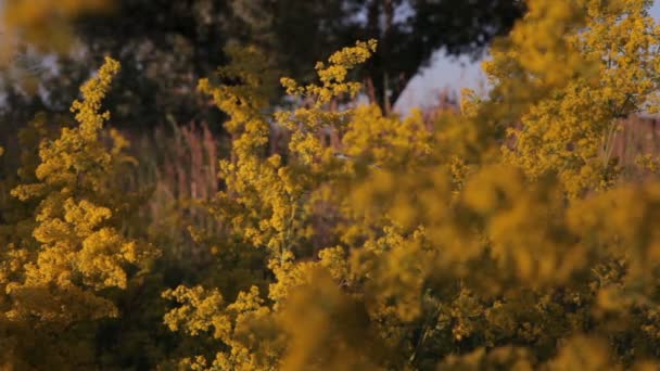 Gele bloemen — Stockvideo