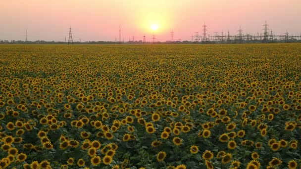 Sunset on The Field With Sunflowers. Timelapse — Stock Video