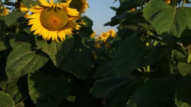Güzel ayçiçeği tarlası