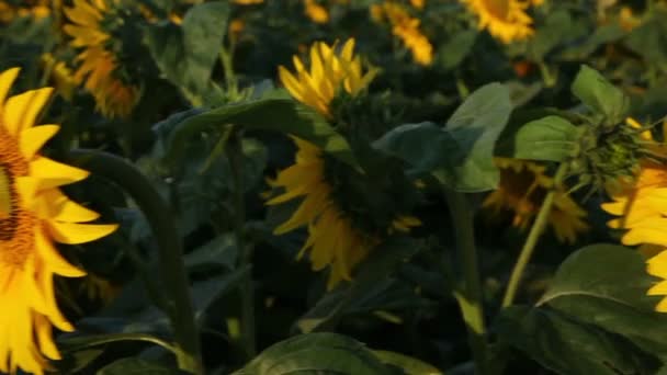 Campo de hermosos girasoles — Vídeos de Stock