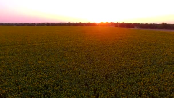 Der Flug über ein Sonnenblumenfeld. Luftaufnahme — Stockvideo