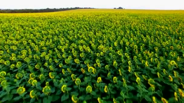 Il volo su un campo di girasoli. Indagine aerea — Video Stock