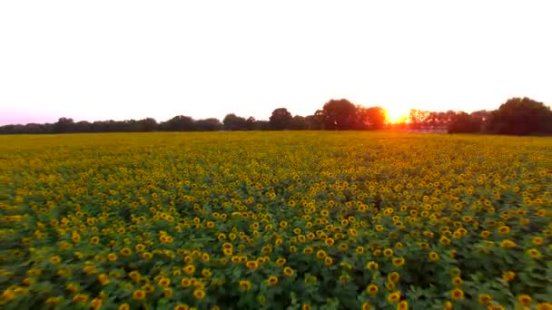 El vuelo sobre un campo de girasoles. Encuesta aérea — Vídeos de Stock