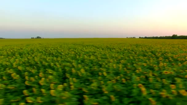 De vlucht Over een veld met zonnebloemen. Luchtfoto enquête — Stockvideo
