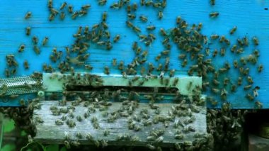 Kovandaki Arılar Grubu