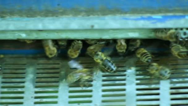 The Group of Bees in The Hive — Stock Video