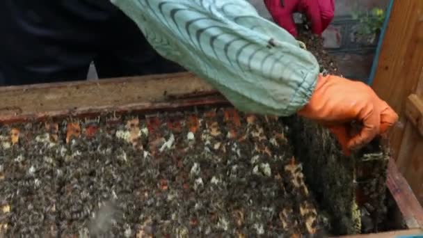 El grupo de abejas en la colmena. Preparaciones antes de balancear miel — Vídeos de Stock