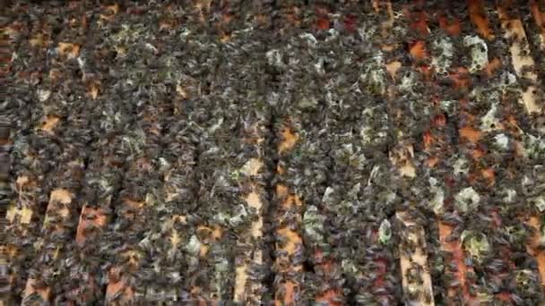 Die Gruppe der Bienen im Stock. Vorbereitungen vor dem Schaukeln des Honigs — Stockvideo