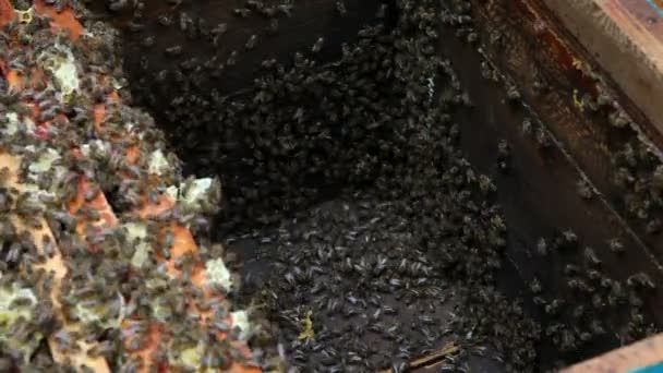 El grupo de abejas en la colmena. Preparaciones antes de balancear miel — Vídeos de Stock