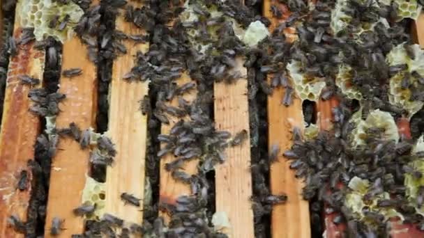 El grupo de abejas en la colmena. Preparaciones antes de balancear miel — Vídeo de stock