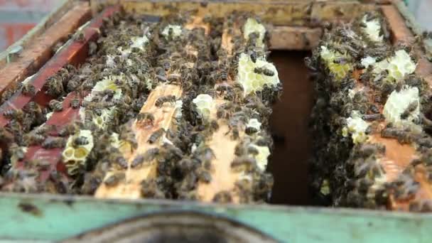 El grupo de abejas en la colmena. Preparaciones antes de balancear miel — Vídeos de Stock