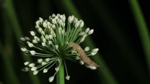 Meztelen csigák feltérképezi a virág Callion, póréhagyma — Stock videók
