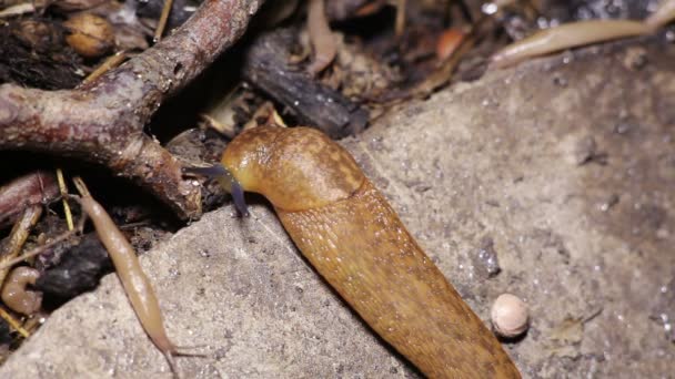 Slugs Crawl on The Ground — Stock Video