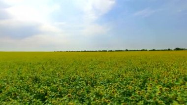 Quadrocopters çiçek açması ayçiçeği tarlası üzerinde uçuş