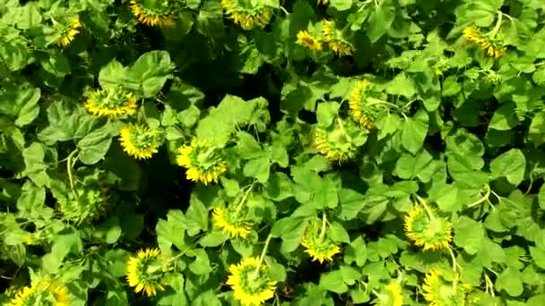 Vlucht naar Quadrocopters Over het veld van bloeiende zonnebloemen — Stockvideo