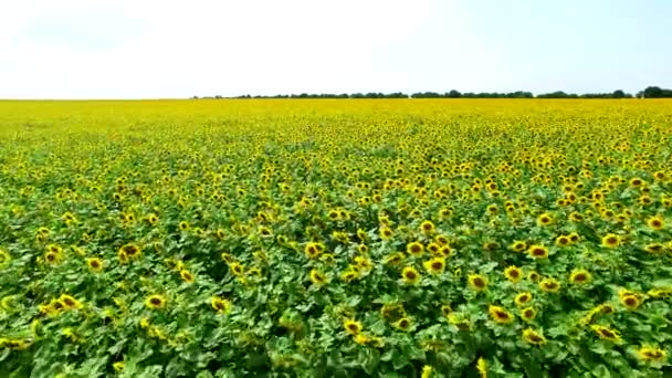 Політ на квадрокоптери над полем цвітіння соняшників — стокове відео