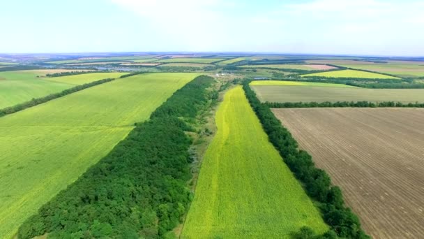 Vlucht naar Quadrocopters Over het veld van bloeiende zonnebloemen — Stockvideo