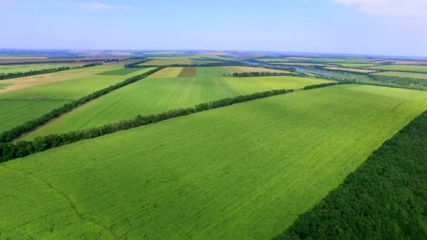 Flug zu Quadrocoptern über das Feld blühender Sonnenblumen — Stockvideo