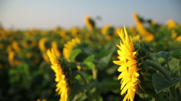 Campo de hermosos girasoles — Vídeo de stock