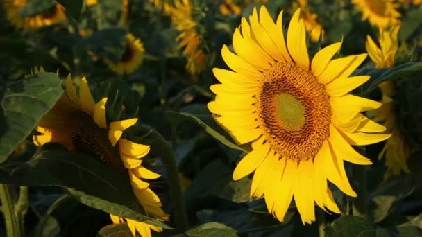 Gebied van prachtige zonnebloemen — Stockvideo