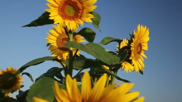 Champ de beaux tournesols