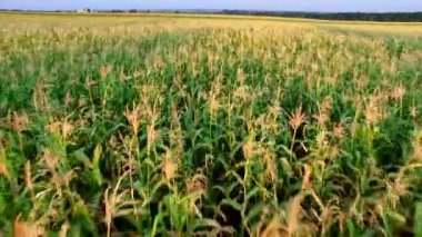 Uçuş Quadrocopters bitti mısır tarlası için