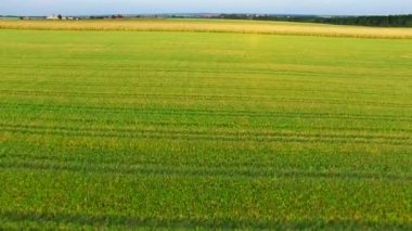 Uçuş Quadrocopters bitti mısır tarlası için