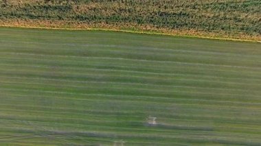 Uçuş Quadrocopters bitti mısır tarlası için