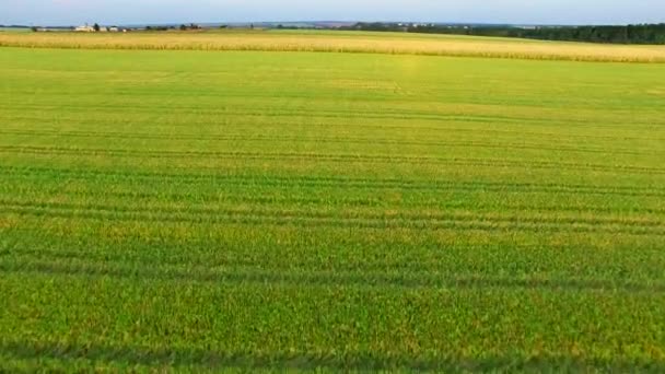 Політ на квадрокоптери над полем кукурудзи — стокове відео