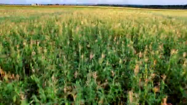 Voo para Quadrocopters Over a Field of Corn — Vídeo de Stock