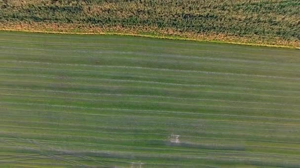 Vuelo a Quadrocopters sobre un campo de maíz — Vídeo de stock