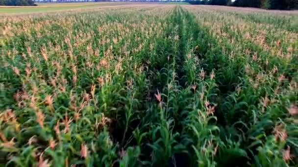 Let do kvadrokoptéry přes pole kukuřice — Stock video