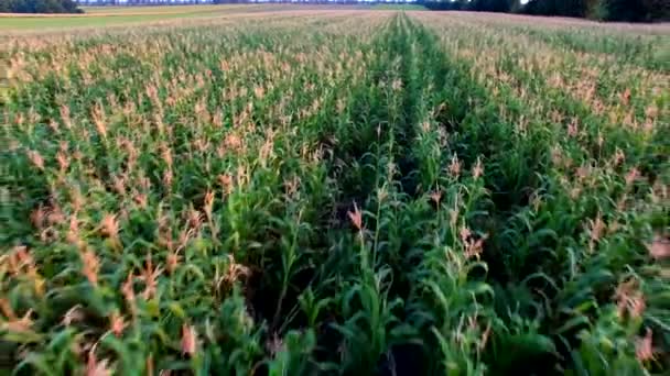 Voo para Quadrocopters Over a Field of Corn — Vídeo de Stock