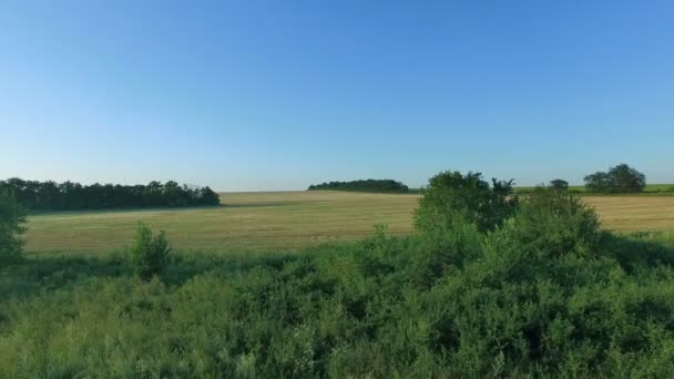 Vol vers Quadrocopters au-dessus des champs au coucher du soleil — Video