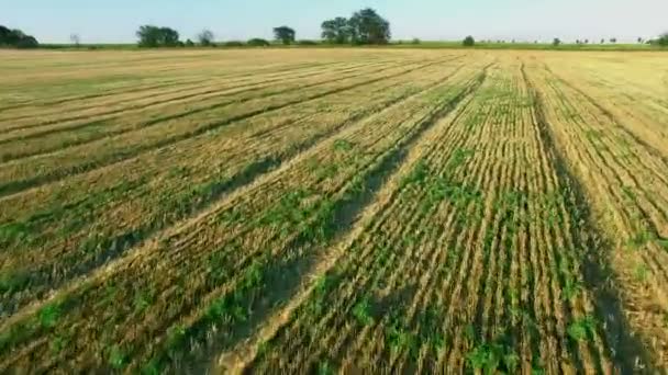 Vol vers Quadrocopters au-dessus des champs au coucher du soleil 