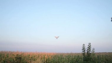 Uçuş Quadrocopters bitti Mısır alan