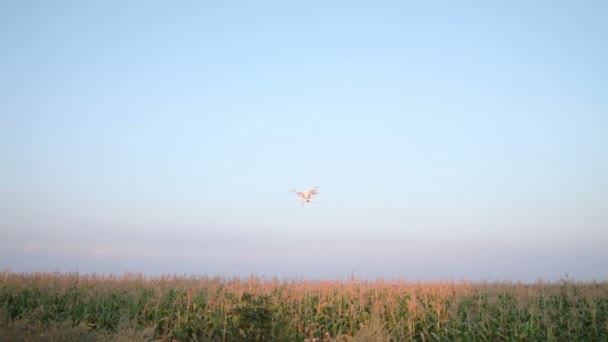 Quadricópteros de voo sobre campo de milho — Vídeo de Stock