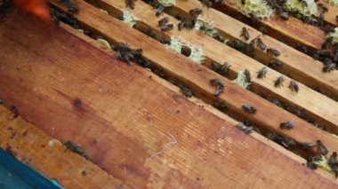 Kovan arı grubu. Tatlım sallanan önce hazırlıklar