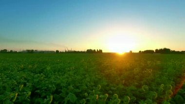 Sunrise, ayçiçeği tarlası. Hava anket