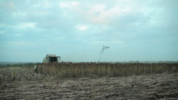 Cosechadora recoge girasoles — Vídeo de stock