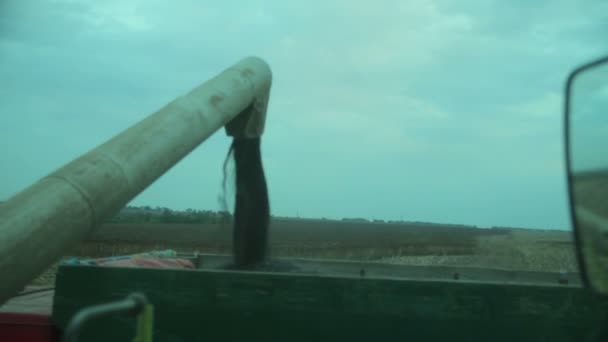 해바라기를 수집 하는 수확기 — 비디오