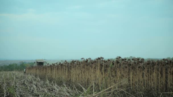 Cosechadora recoge girasoles — Vídeo de stock