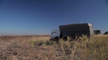 Hasat ayçiçeği toplar