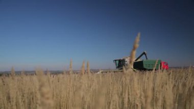 Hasat kaldırır tahıl