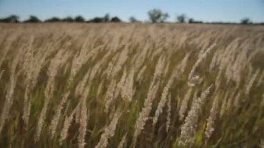 Rüzgarda sallanan çimenler