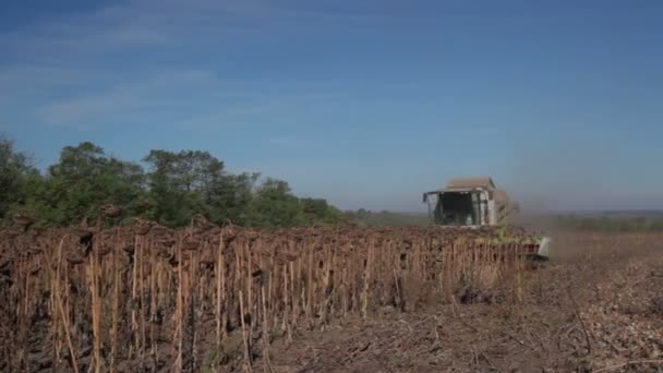 Cosechadora recoge girasoles — Vídeo de stock